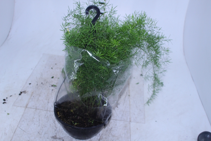 ASPARGO ALFINETE C21