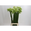 Ornithogalum Saundersiae