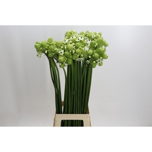 Ornithogalum Saundersiae