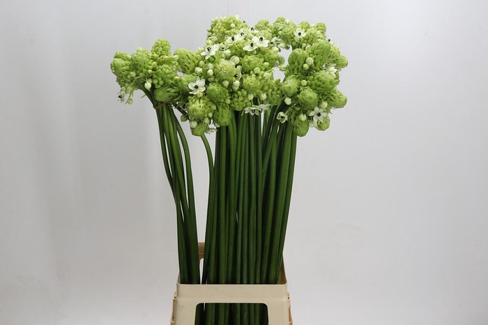 <h4>Ornithogalum Saundersiae</h4>