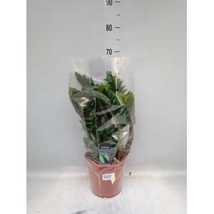 Zamioculcas zamiifolia 'Zenzi'