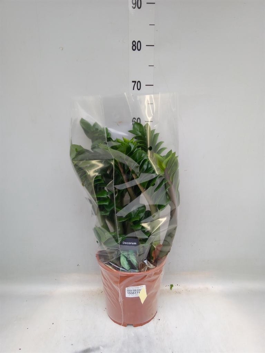 <h4>Zamioculcas zamiifolia 'Zenzi'</h4>