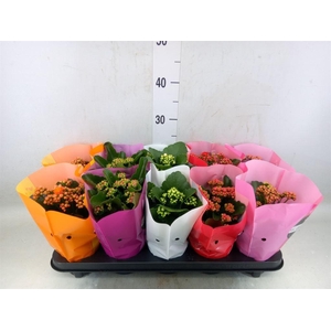 Kalanchoe blos. 'Perfecta'  ..mix 5