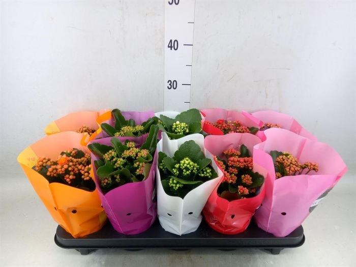 <h4>Kalanchoe blos. 'Perfecta'  ..mix 5</h4>