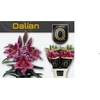 LI OT DALIAN 55+