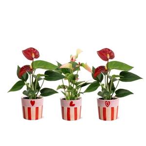 Anthurium 6 cm 2 color mix in Romee ceramics
