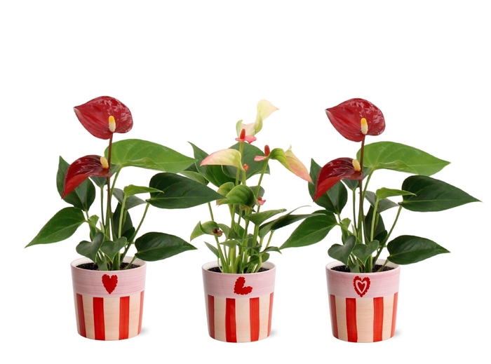 <h4>Anthurium 6 cm 2 color mix in Romee ceramics</h4>