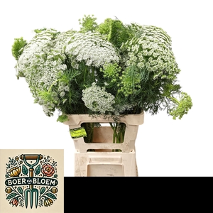 AMMI VISNAGA