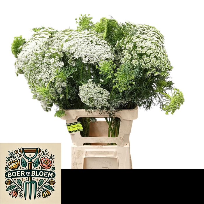 <h4>AMMI VISNAGA</h4>