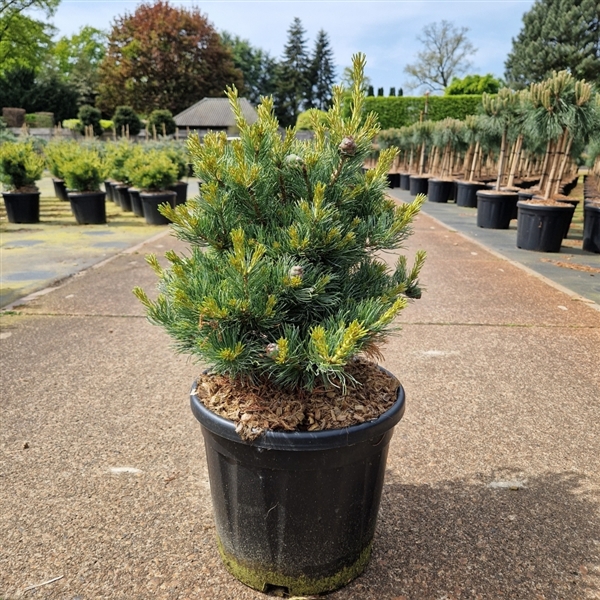 <h4>Pinus parviflora 'Linda'</h4>