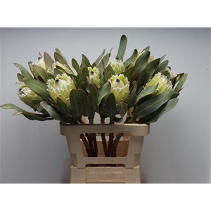 Protea Barb Polar Princes