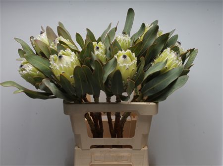 <h4>Protea Barb Polar Princes</h4>