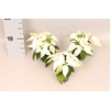 Poinsettia 6 cm Princettia White 2/4 koppen
