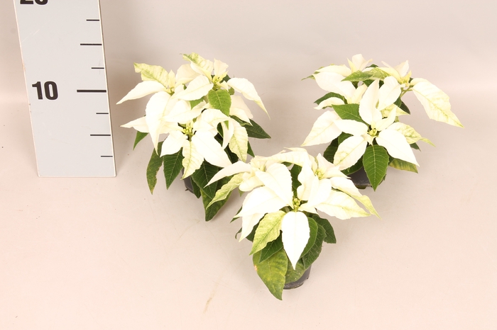 Poinsettia 6 cm Princettia White 2/4 koppen
