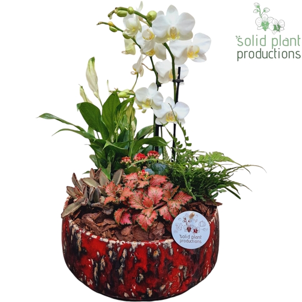 PH102 Sophia Red 9cm 2-3Tak