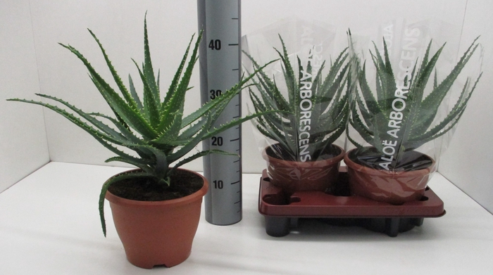 <h4>ALOE ARBORESCENS</h4>