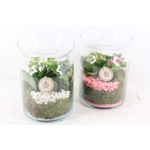 arr2 PL - Glas bose hoog - roze/wit