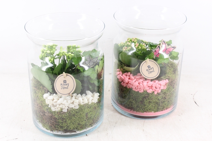 <h4>arr2 PL - Glas bose hoog - roze/wit</h4>