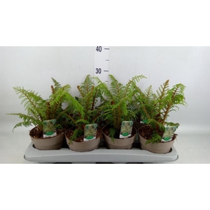 Cyathea tomentosissima