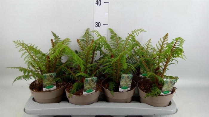 <h4>Cyathea tomentosissima</h4>