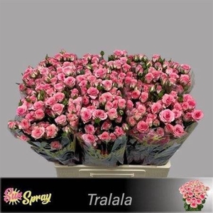 R Tr Tralala