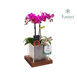 Acryl bakje LED met Phalaenopsis Love