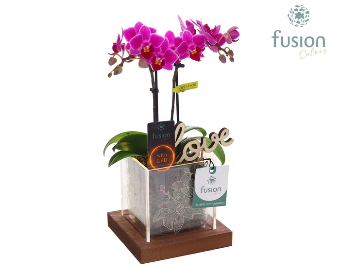<h4>Acryl bakje LED met Phalaenopsis Love</h4>