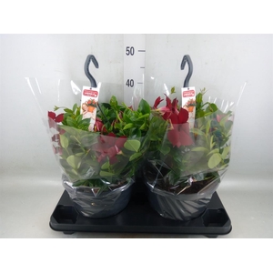 Mandevilla am. 'Sundav Burgundy'