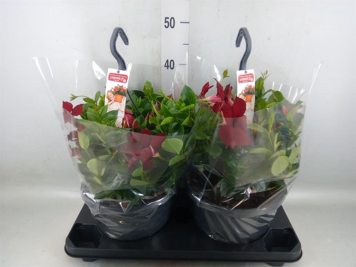 <h4>Mandevilla am. 'Sundav Burgundy'</h4>