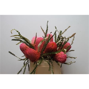 Banksia Speciosa Dusty Pink