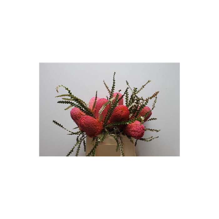 <h4>Banksia Speciosa Dusty Pink</h4>