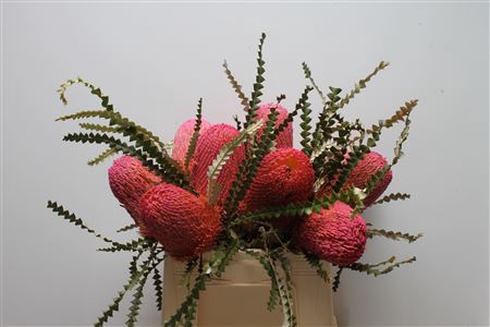 <h4>Banksia Speciosa Dusty Pink</h4>