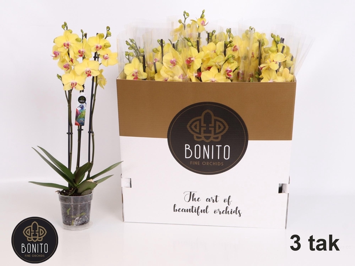 <h4>PHAL OV GEEL</h4>