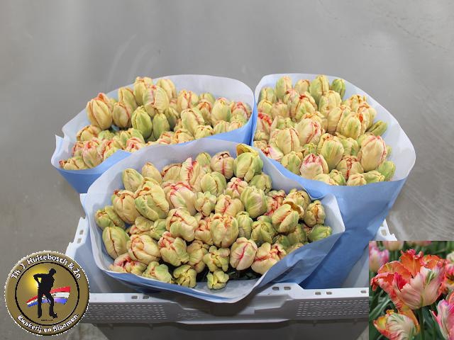 <h4>TU PA APRICOT PARROT</h4>