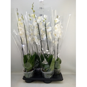 Phalaenopsis   ...white