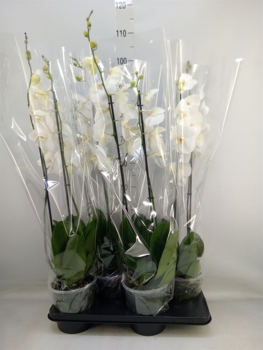 <h4>Phalaenopsis   ...white</h4>
