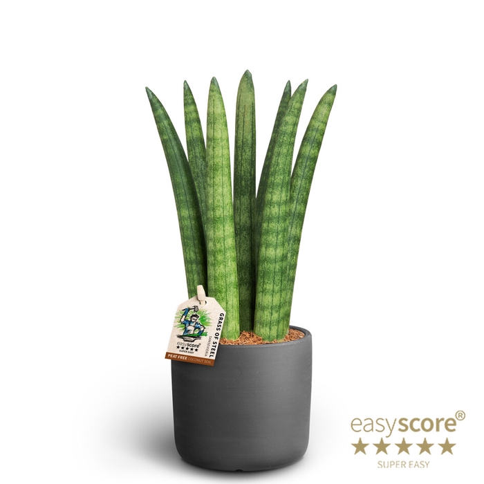 SANSEVIERIA CYLINDRICA P10 RAW BLACK STRAIGHT