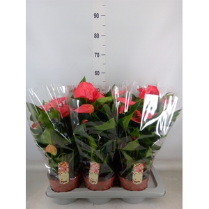 Anthurium andr. 'Melito'