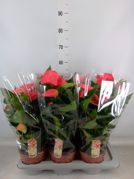 <h4>Anthurium andr. 'Melito'</h4>