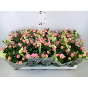 Rosa  'Carousel Kordana'