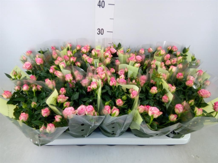 <h4>Rosa  'Carousel Kordana'</h4>