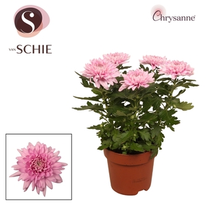 CHRYS SUPNOVA PINK