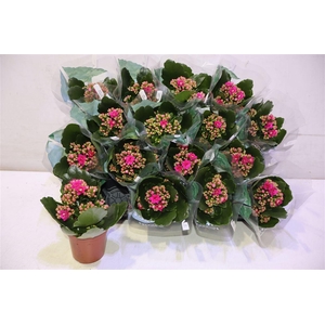 arr8 Kal Ge Don Victorio