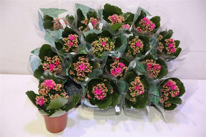 <h4>arr8 Kal Ge Don Victorio</h4>