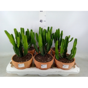 Euphorbia   ...