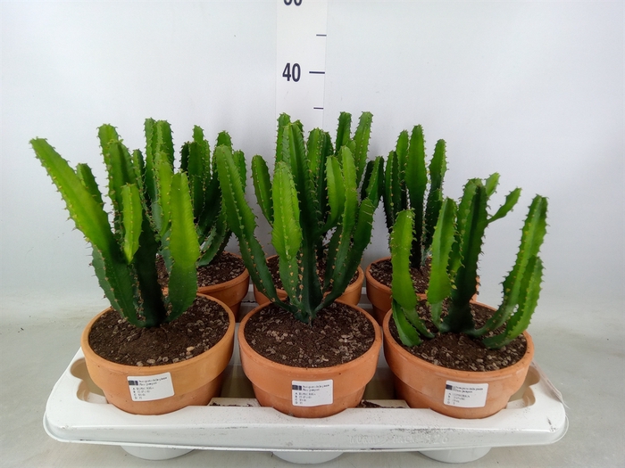 <h4>Euphorbia   ...</h4>