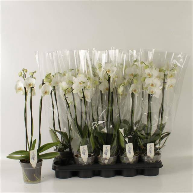 <h4>PHAL OV WIT</h4>