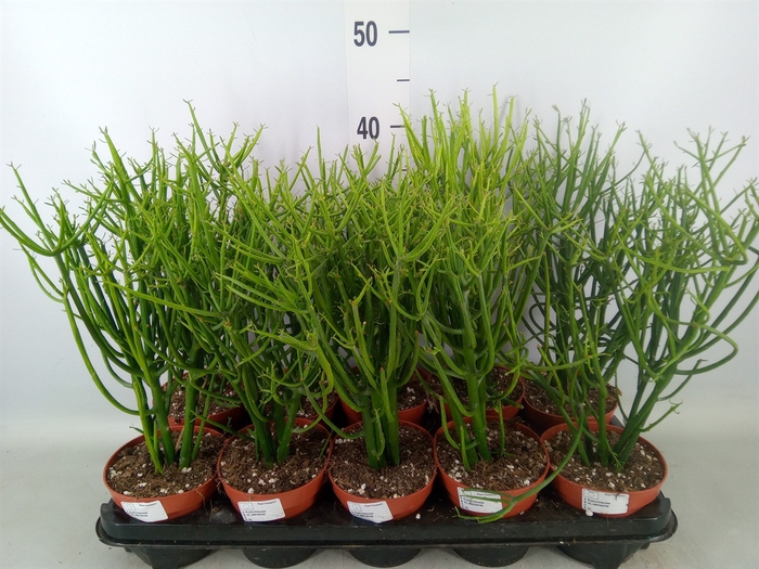 <h4>Euphorbia tirucalli</h4>