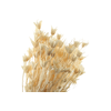 Nigella Orientalis White Bleached