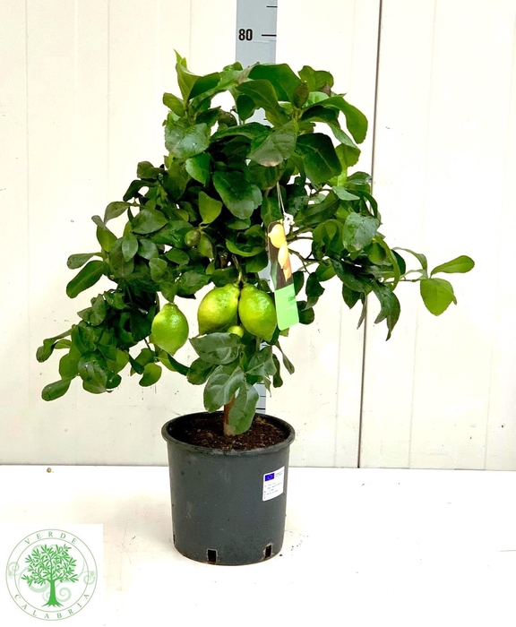<h4>CITR LIMON</h4>